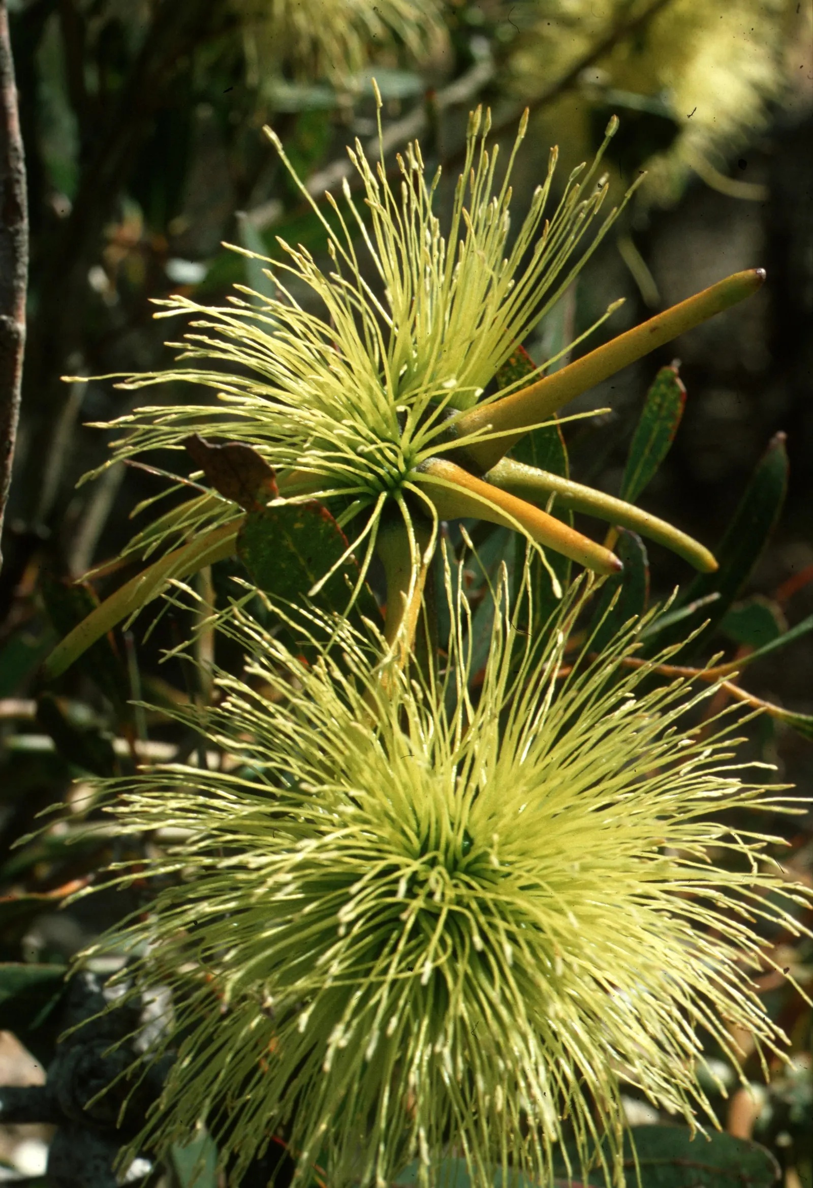 Bushy Yate, Leymann's Gum (Eucalyptus Conferruminata) — Its drought-tolerance and adaptability to various soil types make it an ideal