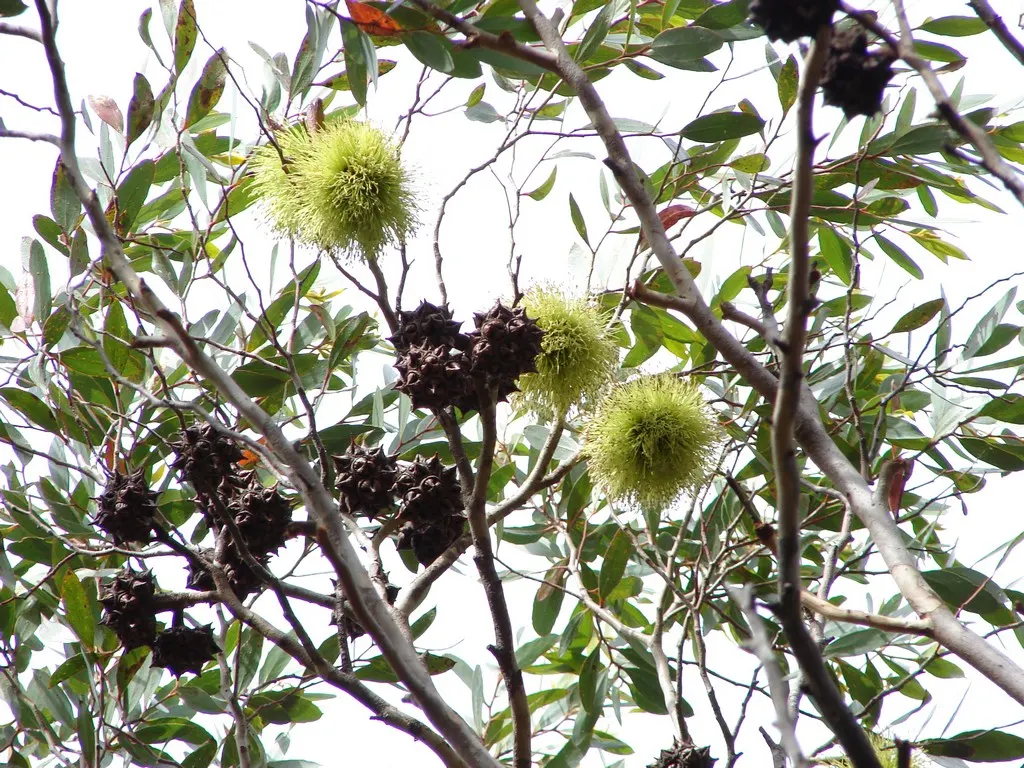 Bushy Yate, Leymann's Gum (Eucalyptus Conferruminata) — yellow blossoms in summer