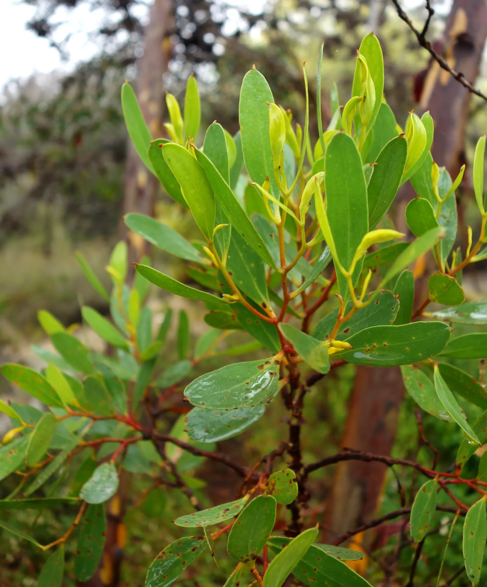 Bushy Yate, Leymann's Gum (Eucalyptus Conferruminata) — is a distinctive Australian native that adds an evergreen presence to any landscape