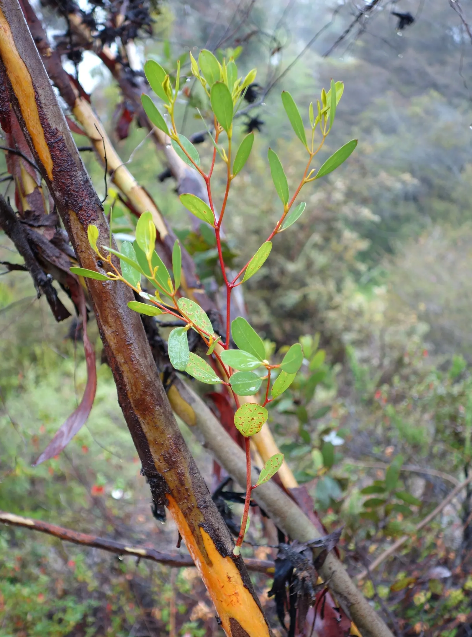 Bushy Yate, Leymann's Gum (Eucalyptus Conferruminata) — also known as Leymann's Gum or scientifically as Eucalyptus conferruminata