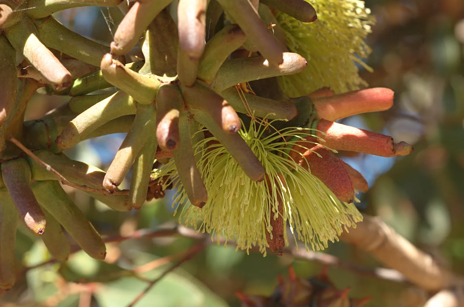Bushy Yate, Leymann's Gum (Eucalyptus Conferruminata) — It is well-suited to a variety of soil types but requires good drainage to prevent root rot