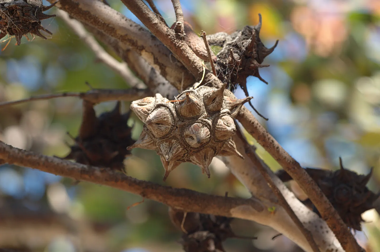 Bushy Yate, Leymann's Gum (Eucalyptus Conferruminata) — smooth red-brown bark and produces fragrant