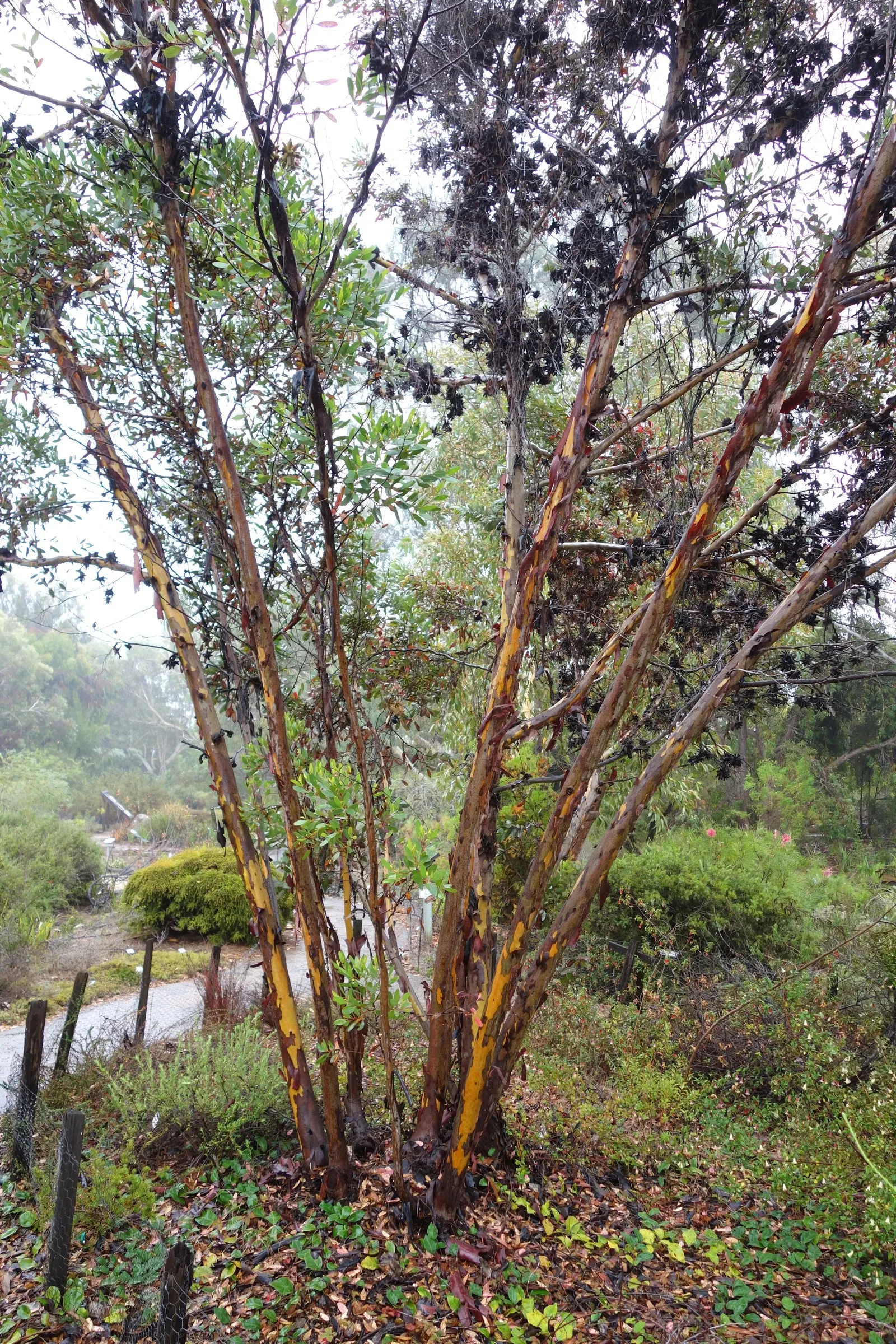 Bushy Yate, Leymann's Gum (Eucalyptus Conferruminata) — lance-shaped leaves that release a refreshing eucalyptus fragrance when crushed