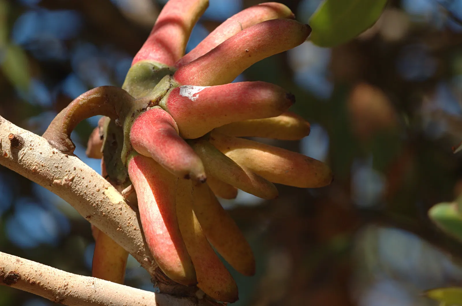 Bushy Yate, Leymann's Gum (Eucalyptus Conferruminata) — Drought-tolerant once established