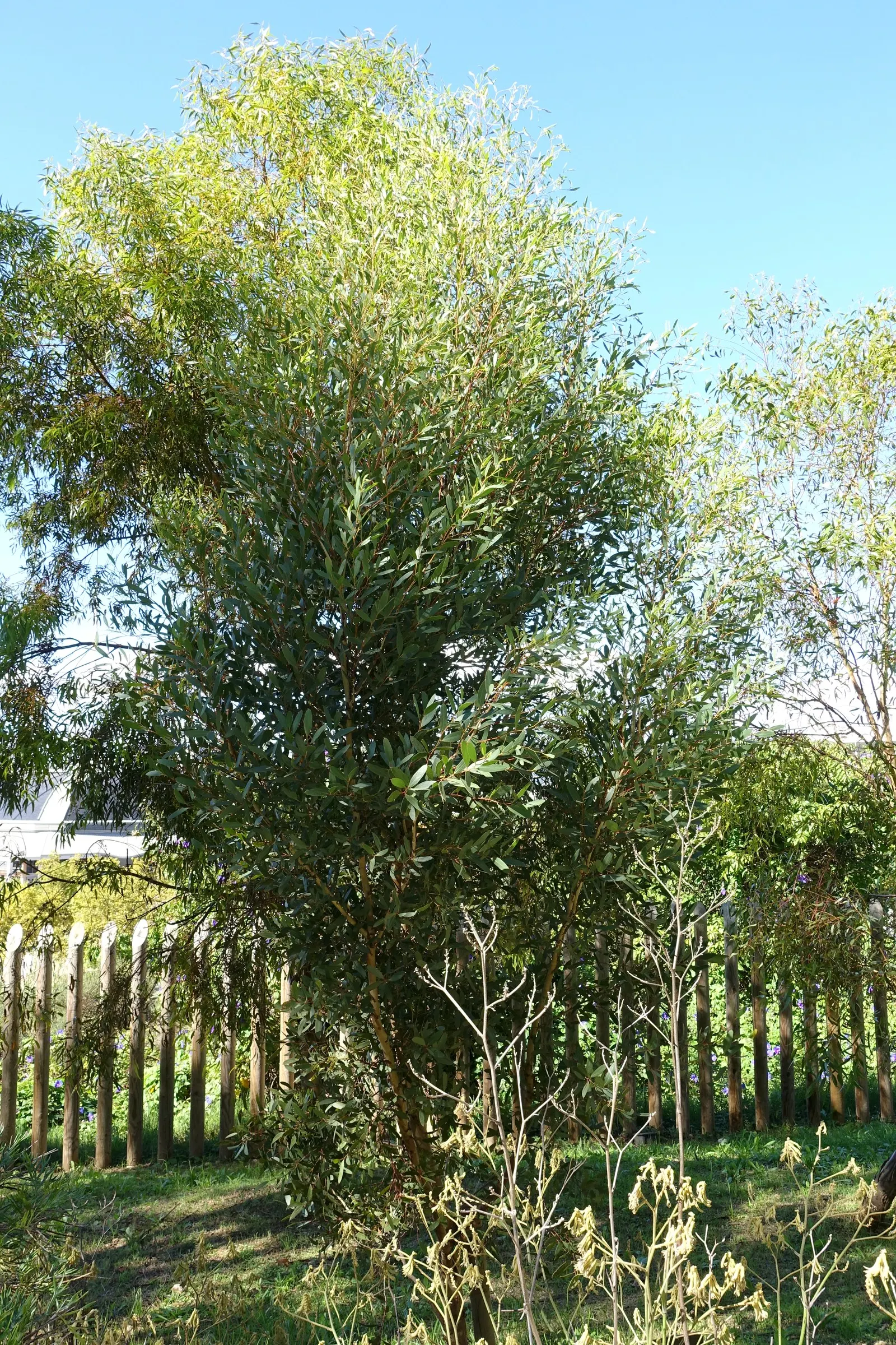 Bushy Yate, Leymann's Gum (Eucalyptus Conferruminata) — yellow flowers that emerge in the late fall to winter season