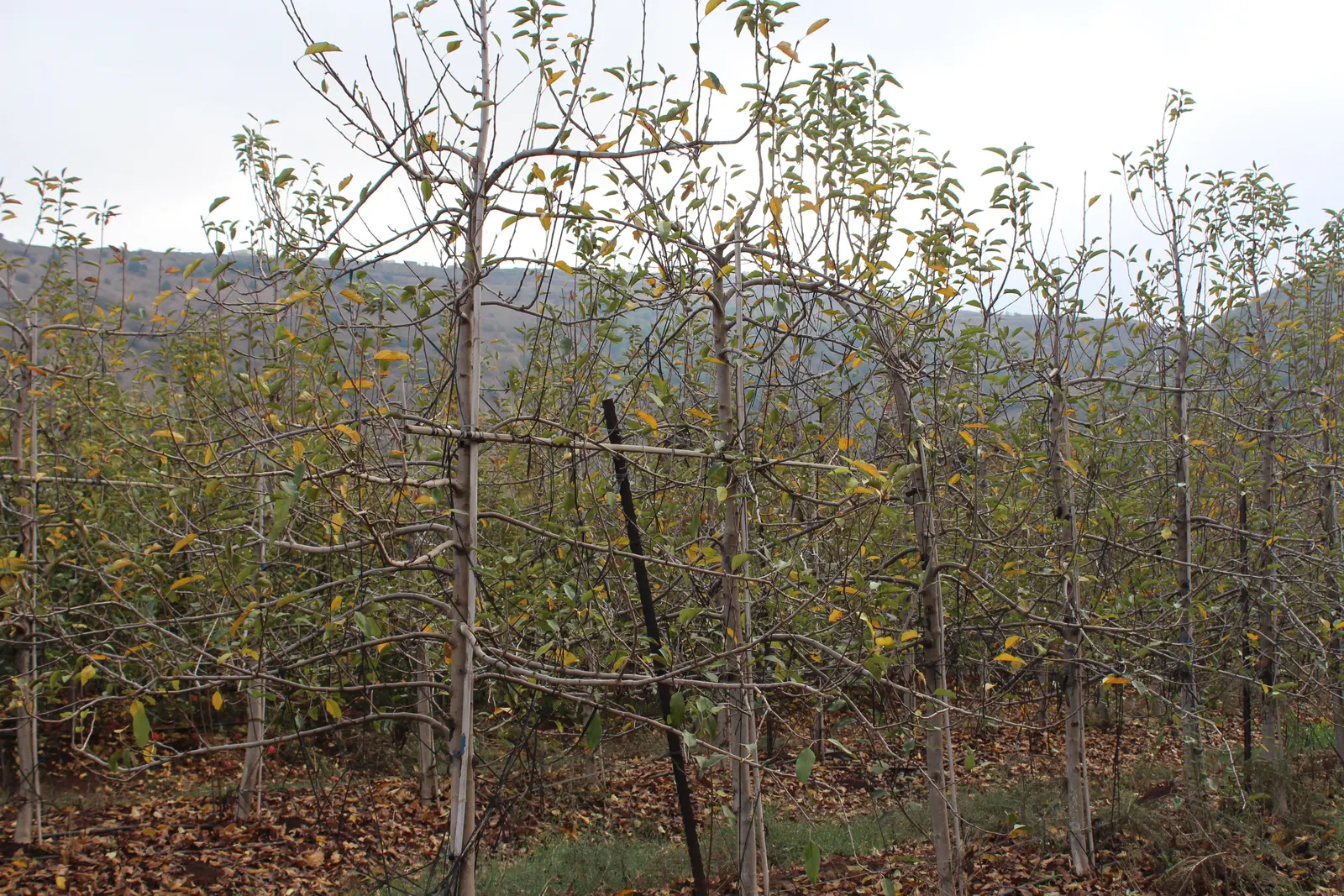 Pink Lady Apple (Malus Pumila 'Pink Lady') — Zones 5-9 are ideal for growth