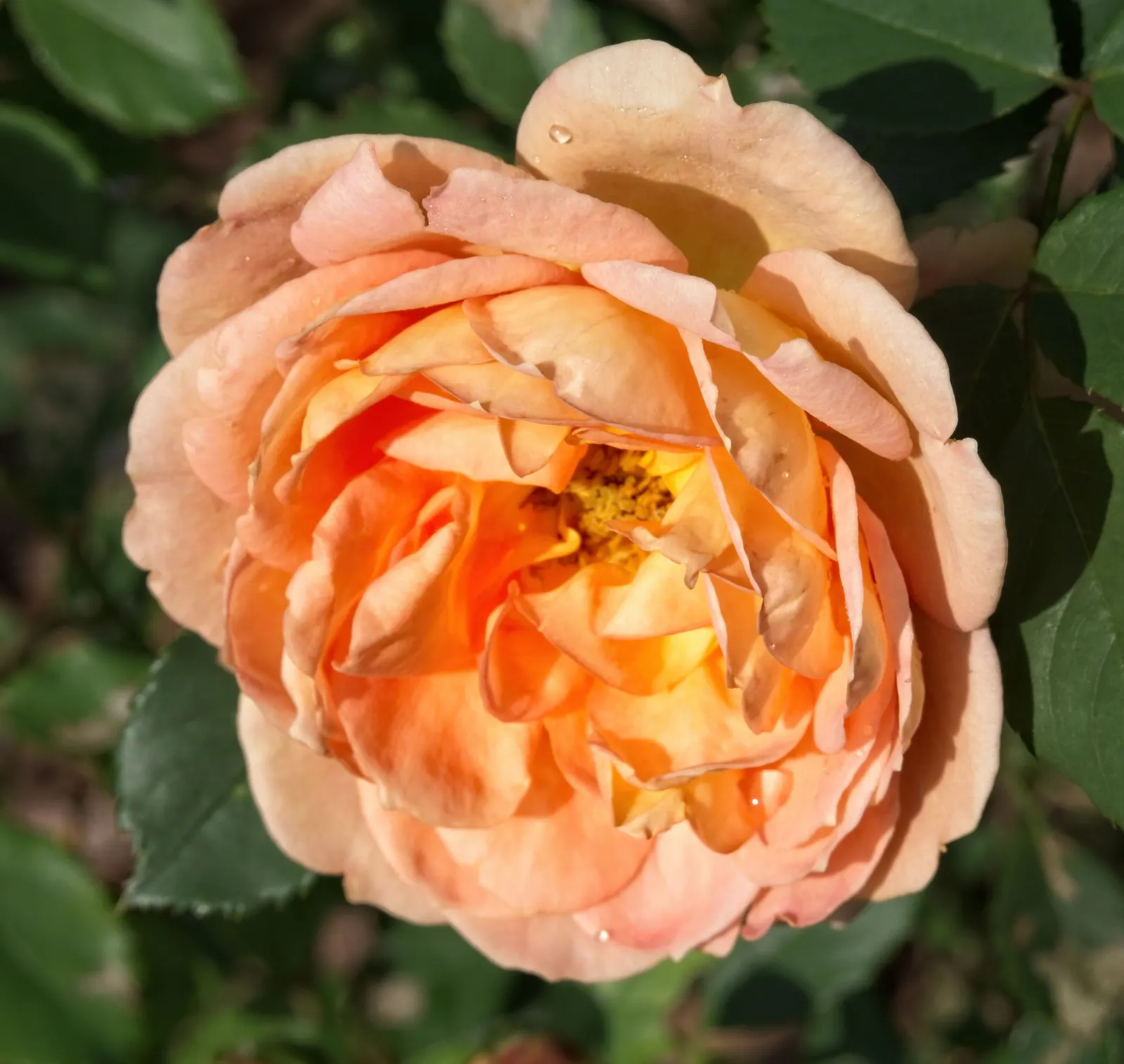 Pink Lady Apple (Malus Pumila 'Pink Lady') — Frost-resistant blooms emerge late, reducing frost damage risk