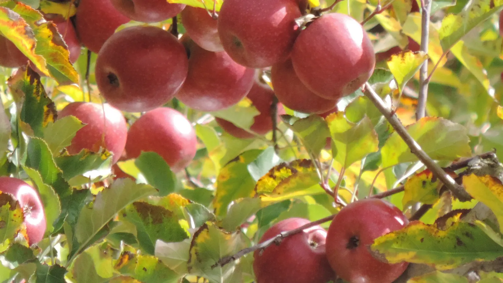 Pink Lady Apple (Malus Pumila 'Pink Lady') — botanically named Malus pumila 'Pink Lady'