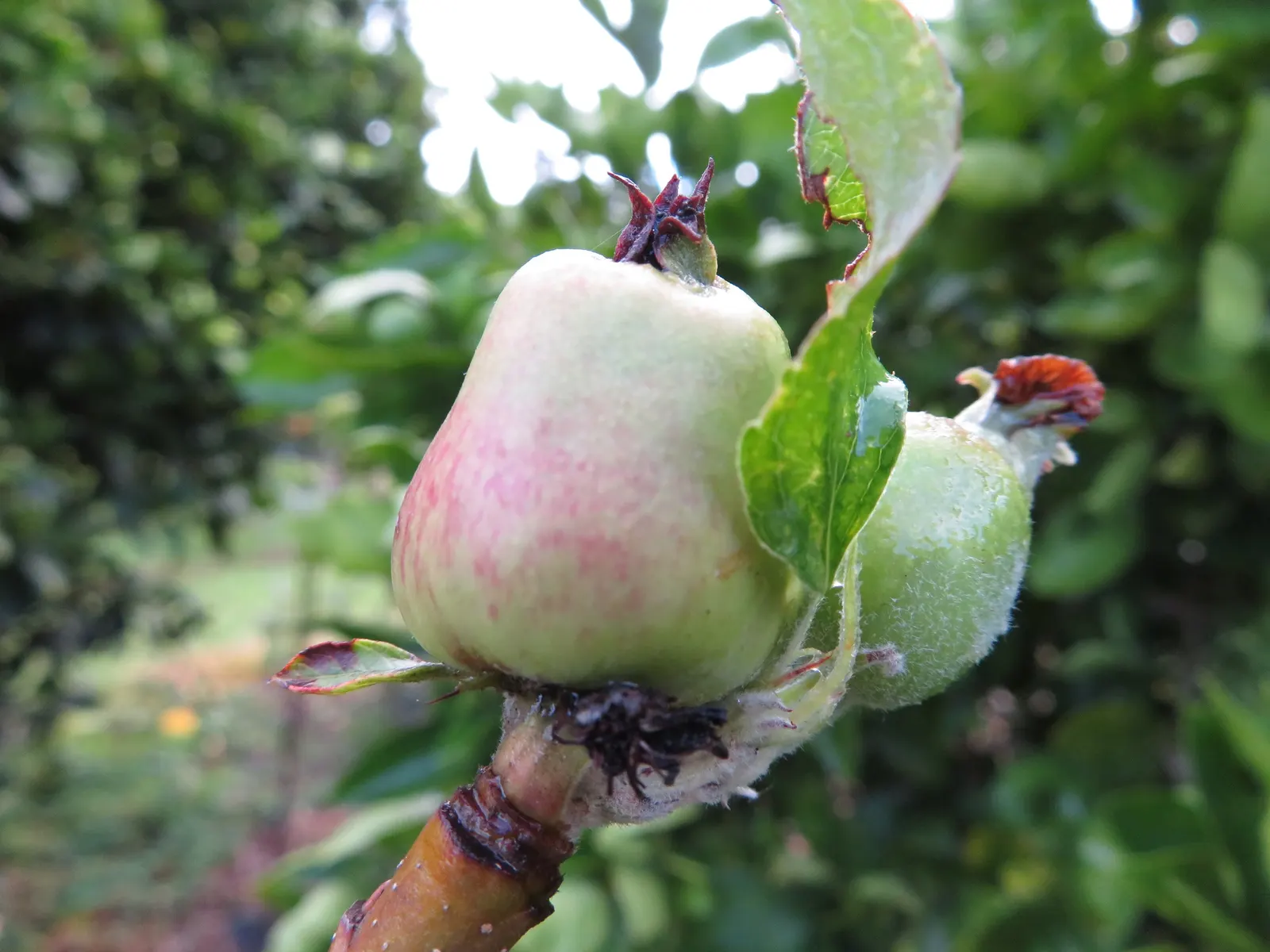 Pink Lady Apple (Malus Pumila 'Pink Lady') — is a captivating and appreciated addition to any landscape design