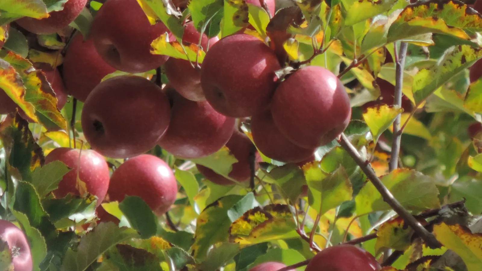 Pink Lady Apple (Malus Pumila 'Pink Lady') — needing cross-pollination for optimal fruit production; pair with a compatible pollinator