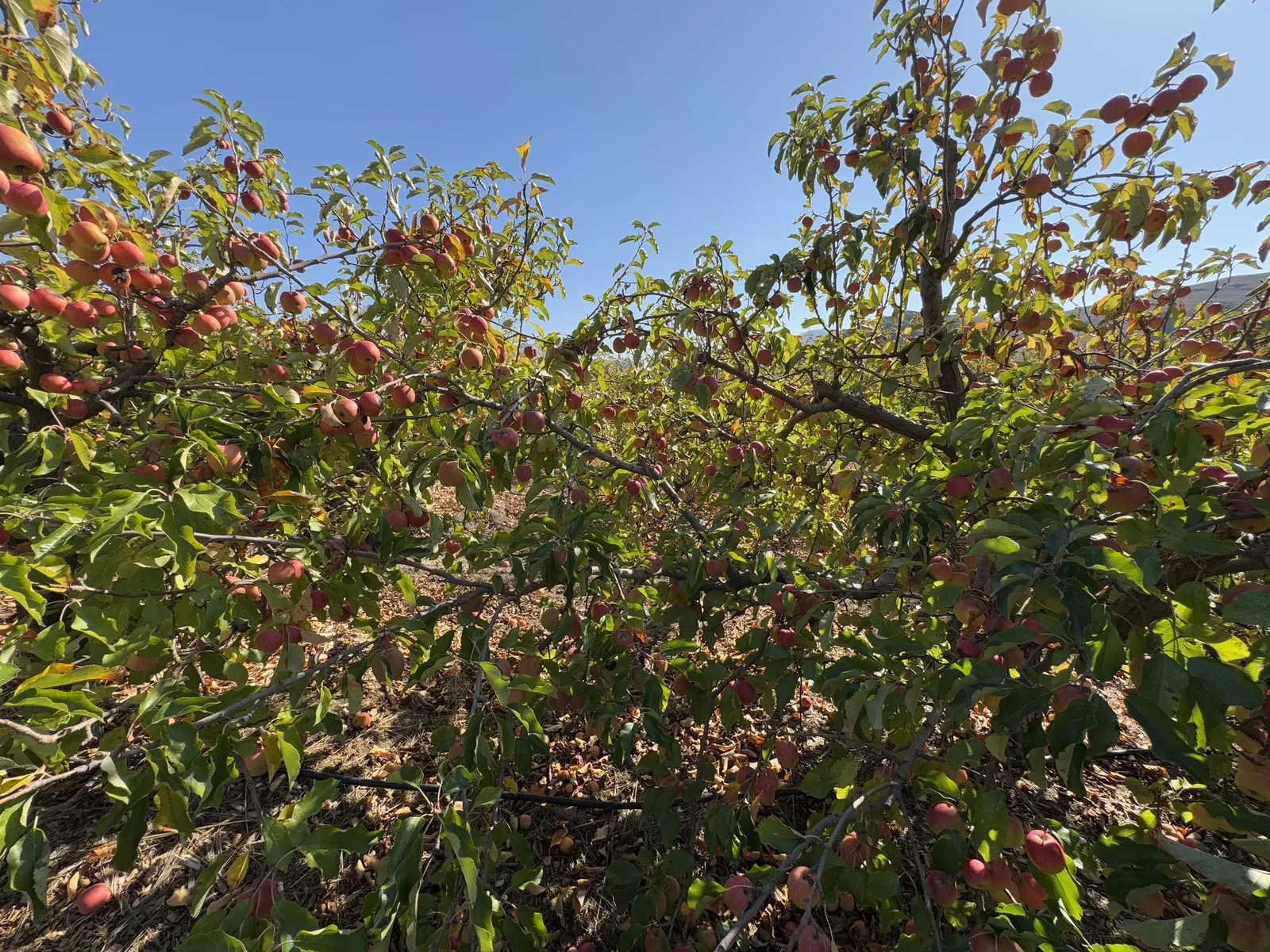 Pink Lady Apple (Malus Pumila 'Pink Lady') — one must note its moderate size