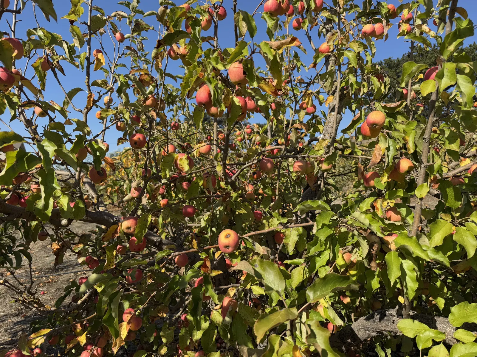 Pink Lady Apple (Malus Pumila 'Pink Lady') — When incorporating the Pink Lady Apple tree into a garden setting