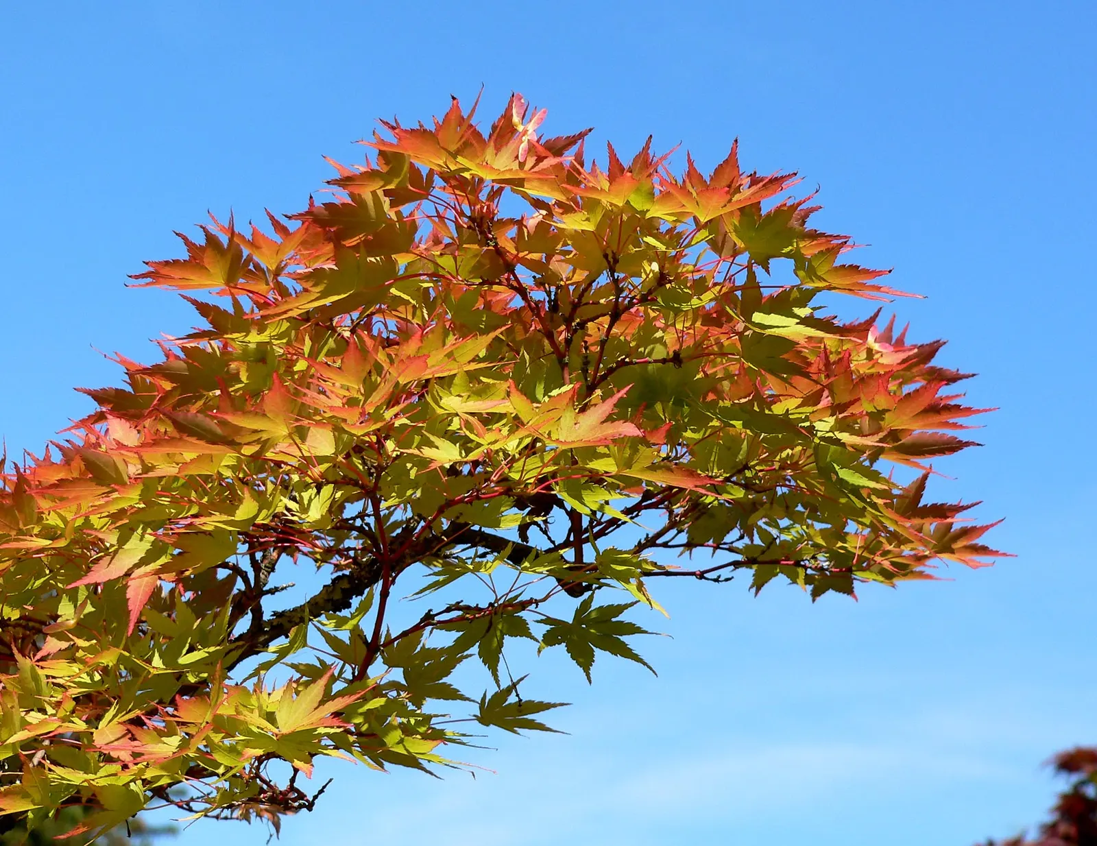 Shigitatsu-Sawa Japanese Maple (Acer Palmatum 'Shigitatsu-Sawa') — pale green leaves with distinctive veining