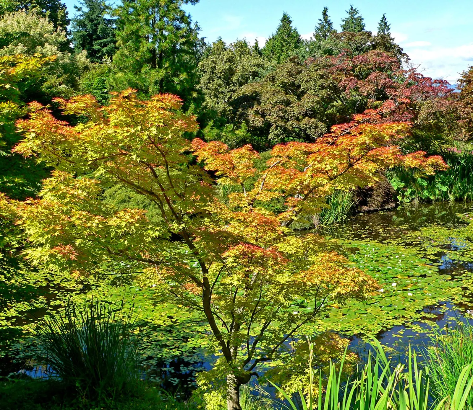 Shigitatsu-Sawa Japanese Maple (Acer Palmatum 'Shigitatsu-Sawa') — Ideal for focal points in gardens, it matures to 10 feet tall and 6 feet wide