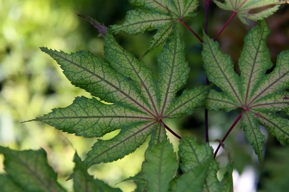 Shigitatsu-Sawa Japanese Maple (Acer Palmatum 'Shigitatsu-Sawa') — Prefers partial shade and well-drained soil