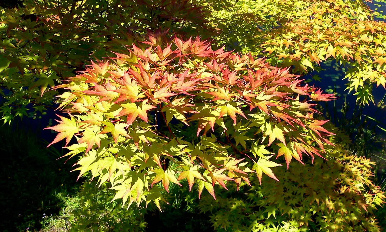 Shigitatsu-Sawa Japanese Maple (Acer Palmatum 'Shigitatsu-Sawa') — transitioning to striking yellows and reds in the fall