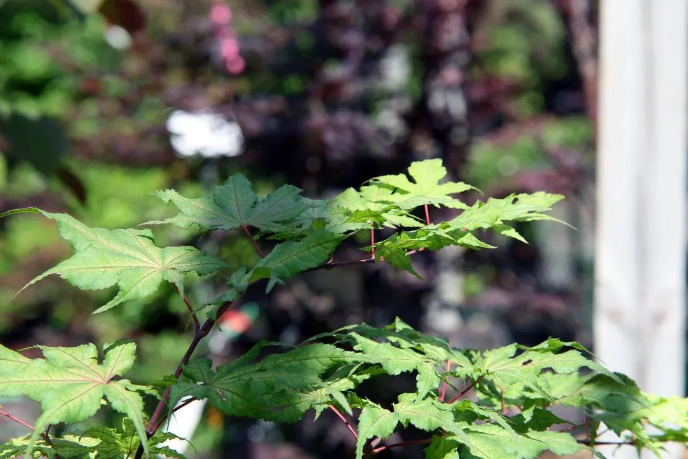 Shigitatsu-Sawa Japanese Maple (Acer Palmatum 'Shigitatsu-Sawa') — Annual growth is around 6-12 inches