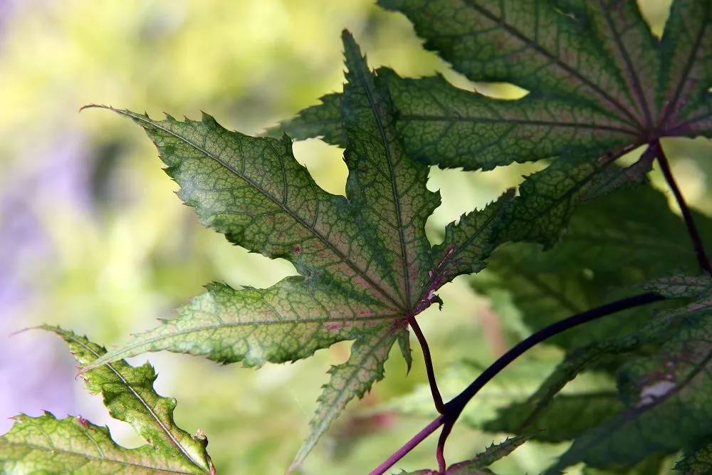 Shigitatsu-Sawa Japanese Maple (Acer Palmatum 'Shigitatsu-Sawa') — slow-growing feature for any tranquil landscape design