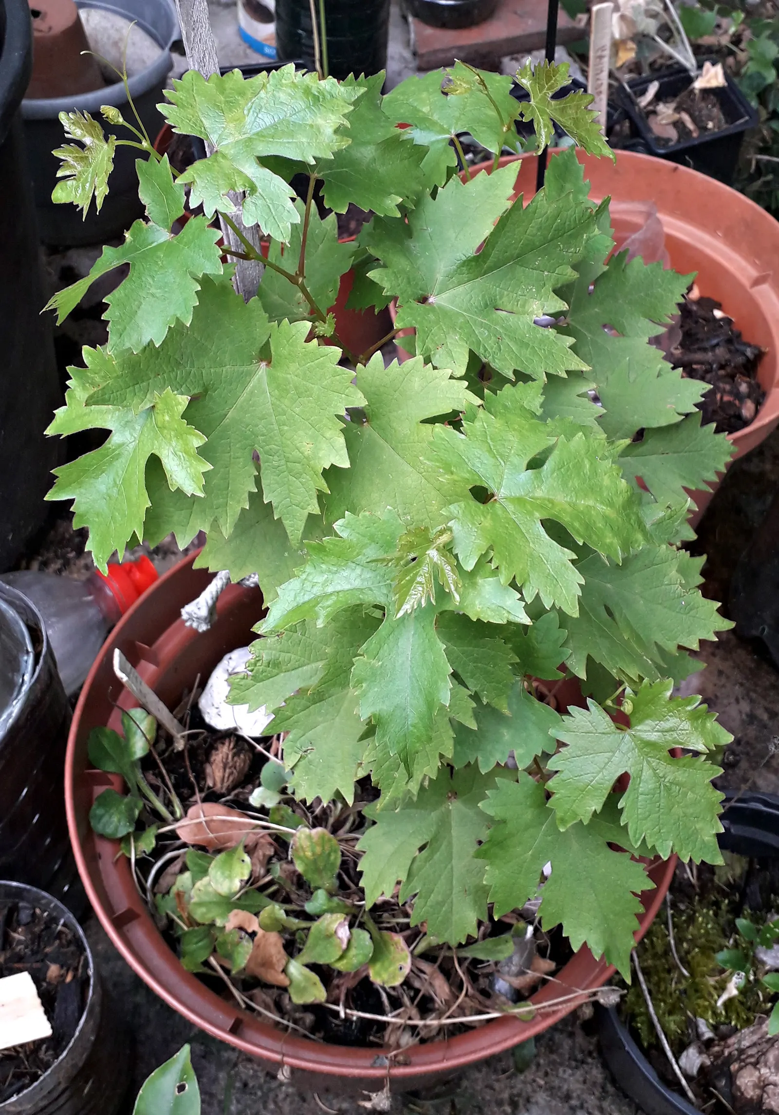 European Grapevine (Vitis Vinifera) — It thrives in well-drained soil with full sun, requiring a minimum of 6-8 feet of space to flourish; it typically reaches