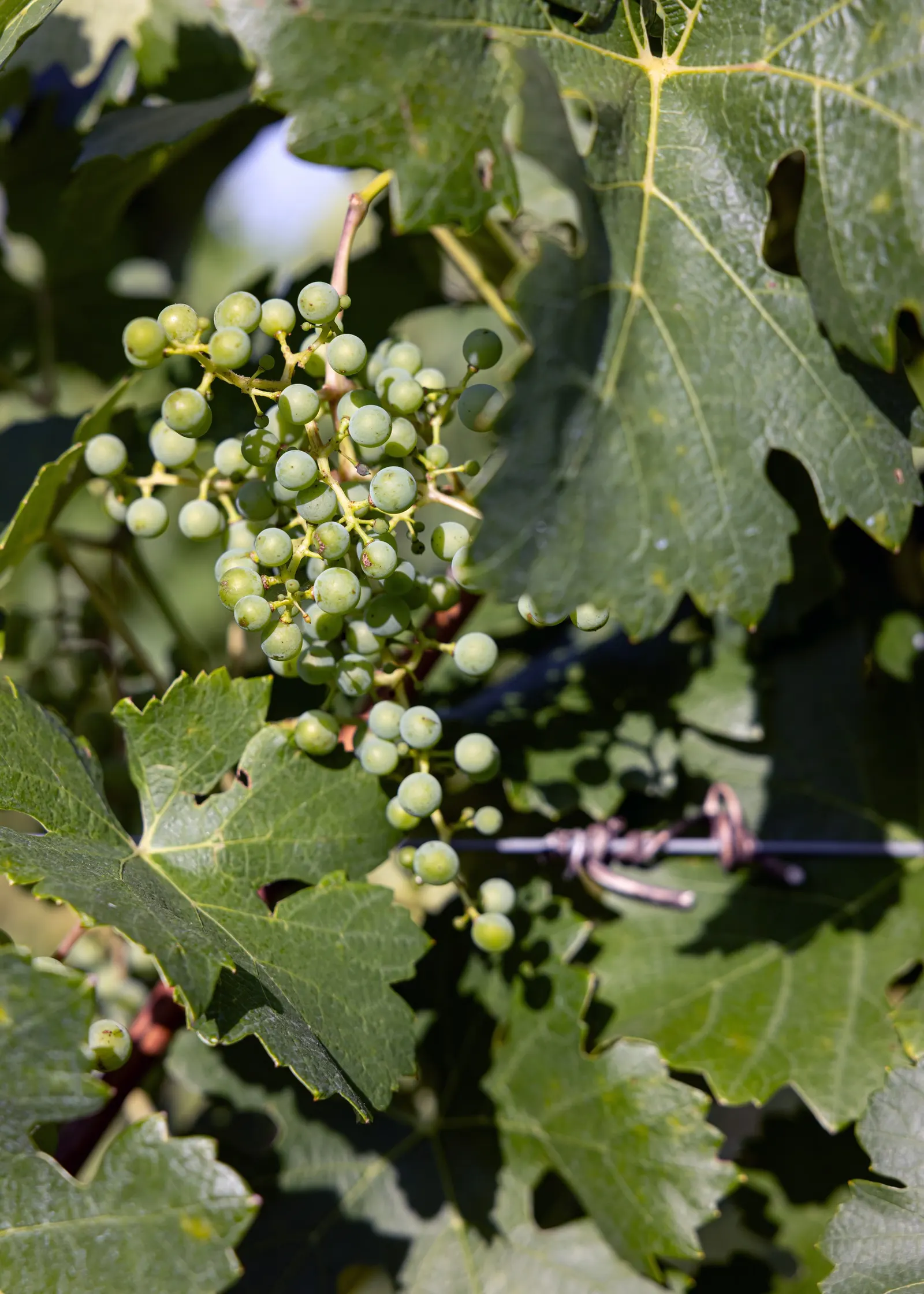 European Grapevine (Vitis Vinifera) — infrequent waterings once established.<br><br>This grapevine's foliage is a striking attribute
