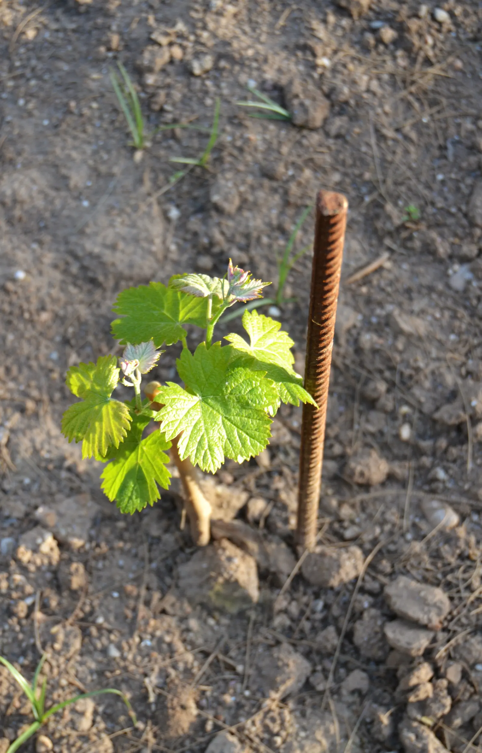 European Grapevine (Vitis Vinifera) — though for landscape use and easier management