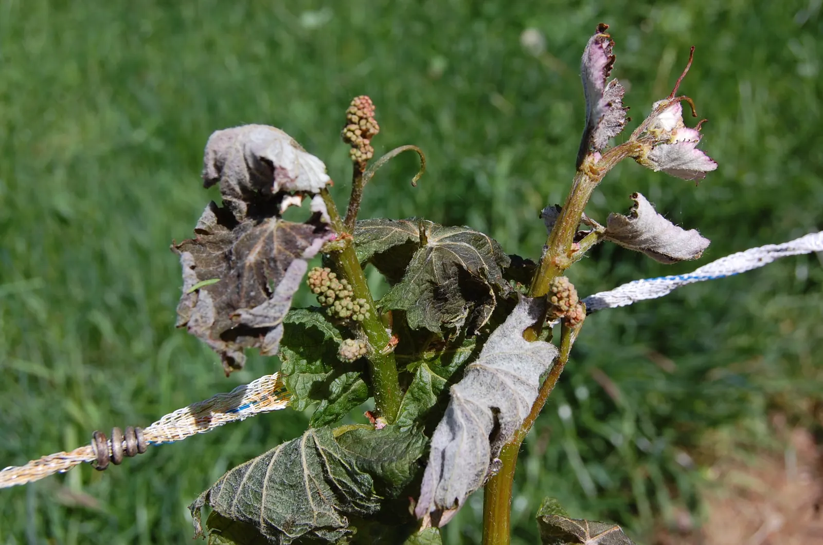 European Grapevine (Vitis Vinifera) — though for landscape use and easier management; consider its growth habit which requires support structures such as