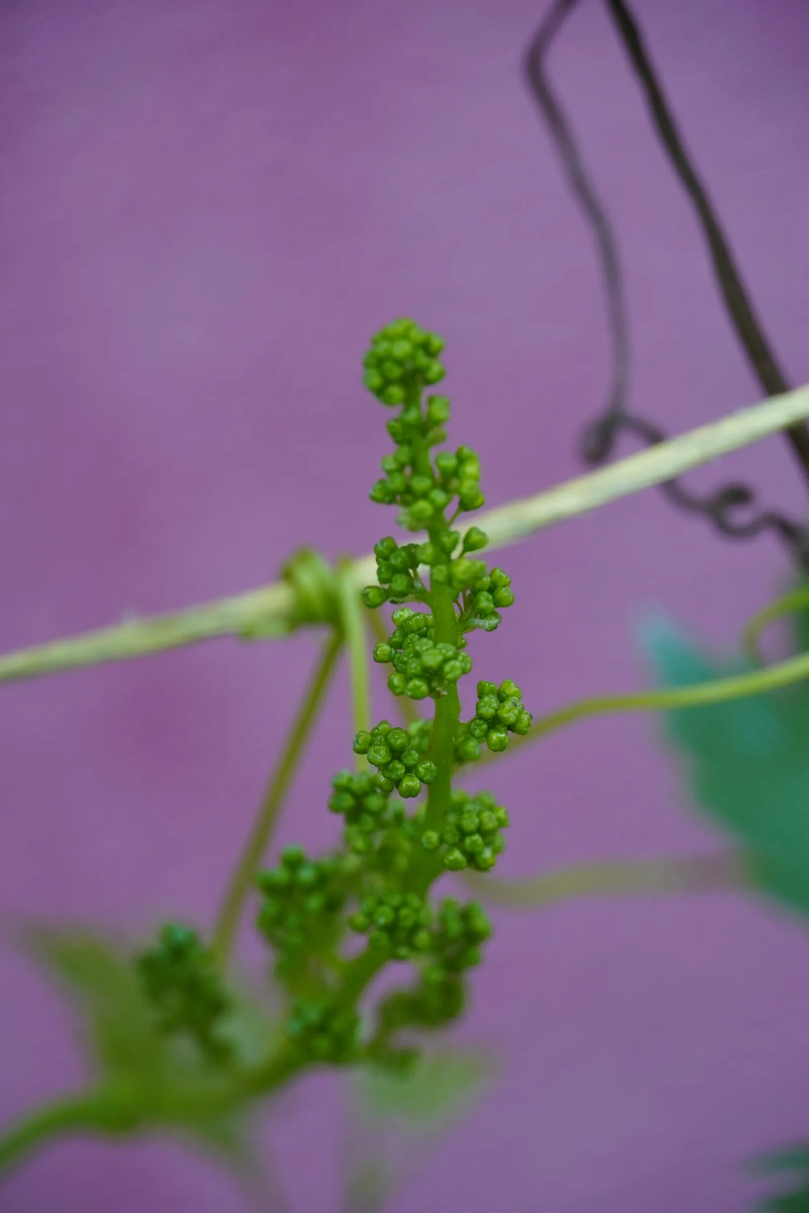 European Grapevine (Vitis Vinifera) — it's often kept at a height of around 6 to 10 feet