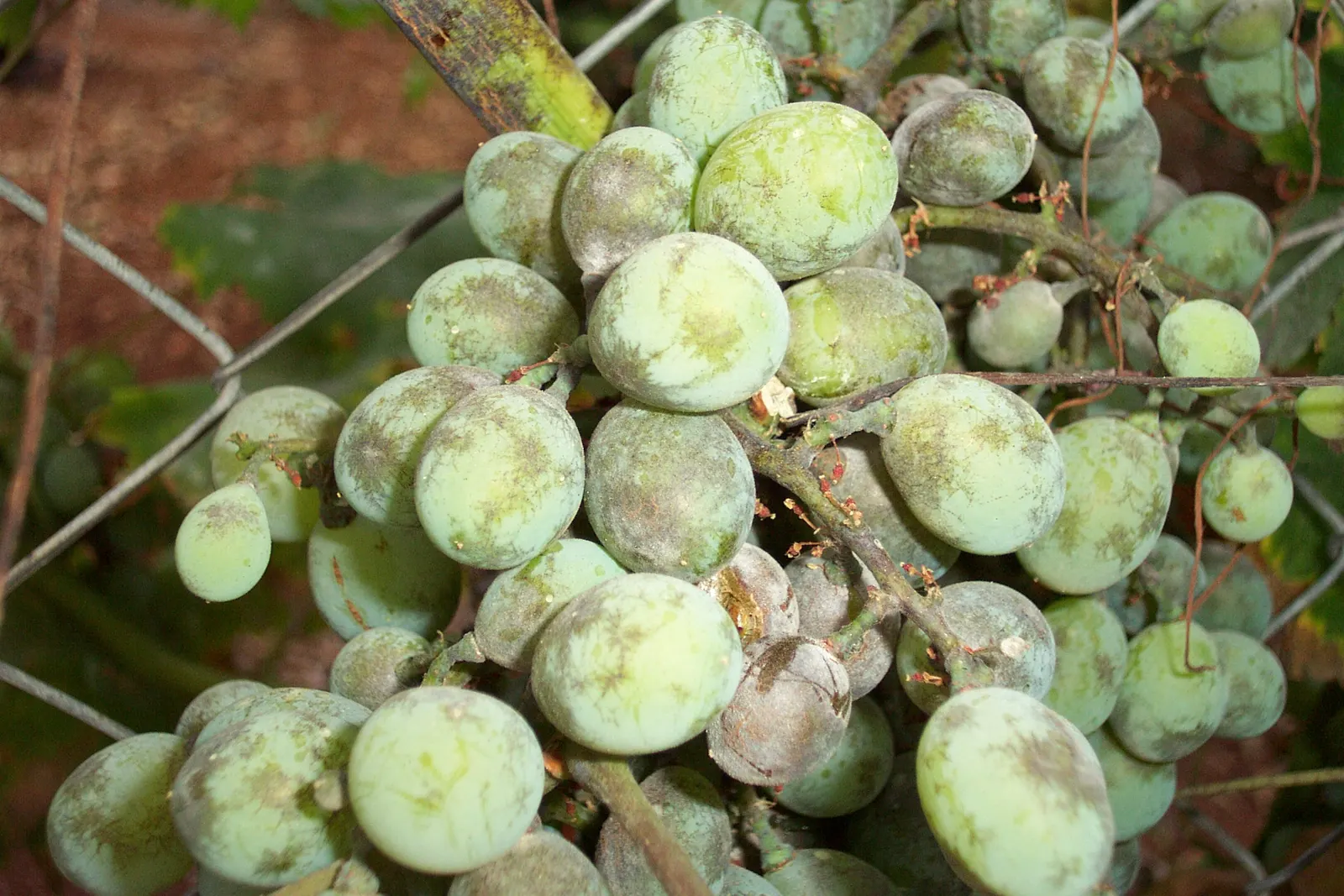 European Grapevine (Vitis Vinifera) — infrequent waterings once established.<br><br>This grapevine's foliage is a striking attribute; its broad leaves enhance