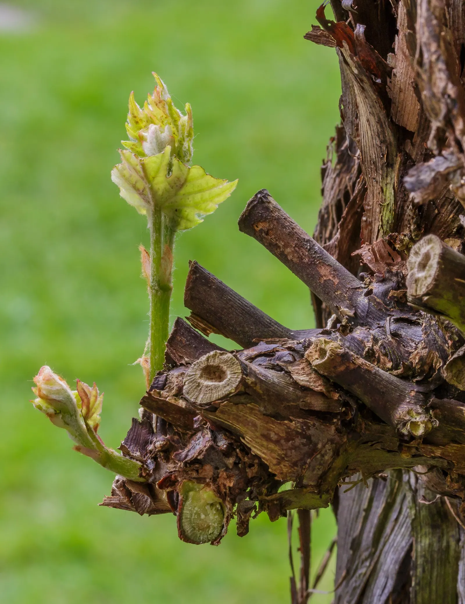 European Grapevine (Vitis Vinifera) — Vitis vinifera, the European Grapevine, is a deciduous vine cultivated for its fruit in zones 7-10; its broad, image 57