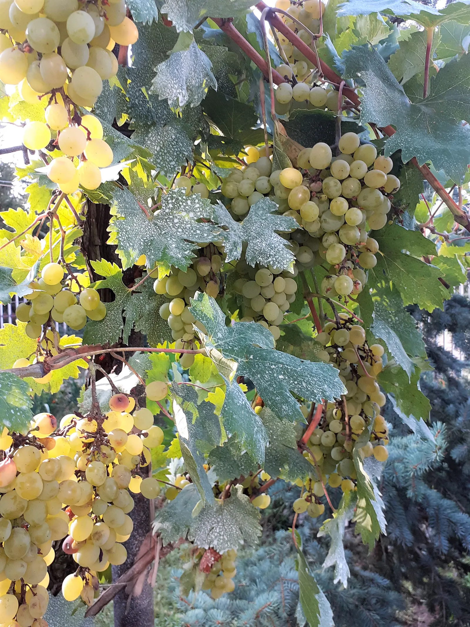 European Grapevine (Vitis Vinifera) — Proper pruning is crucial; it typically reaches lengths of up to 40 feet, image 82