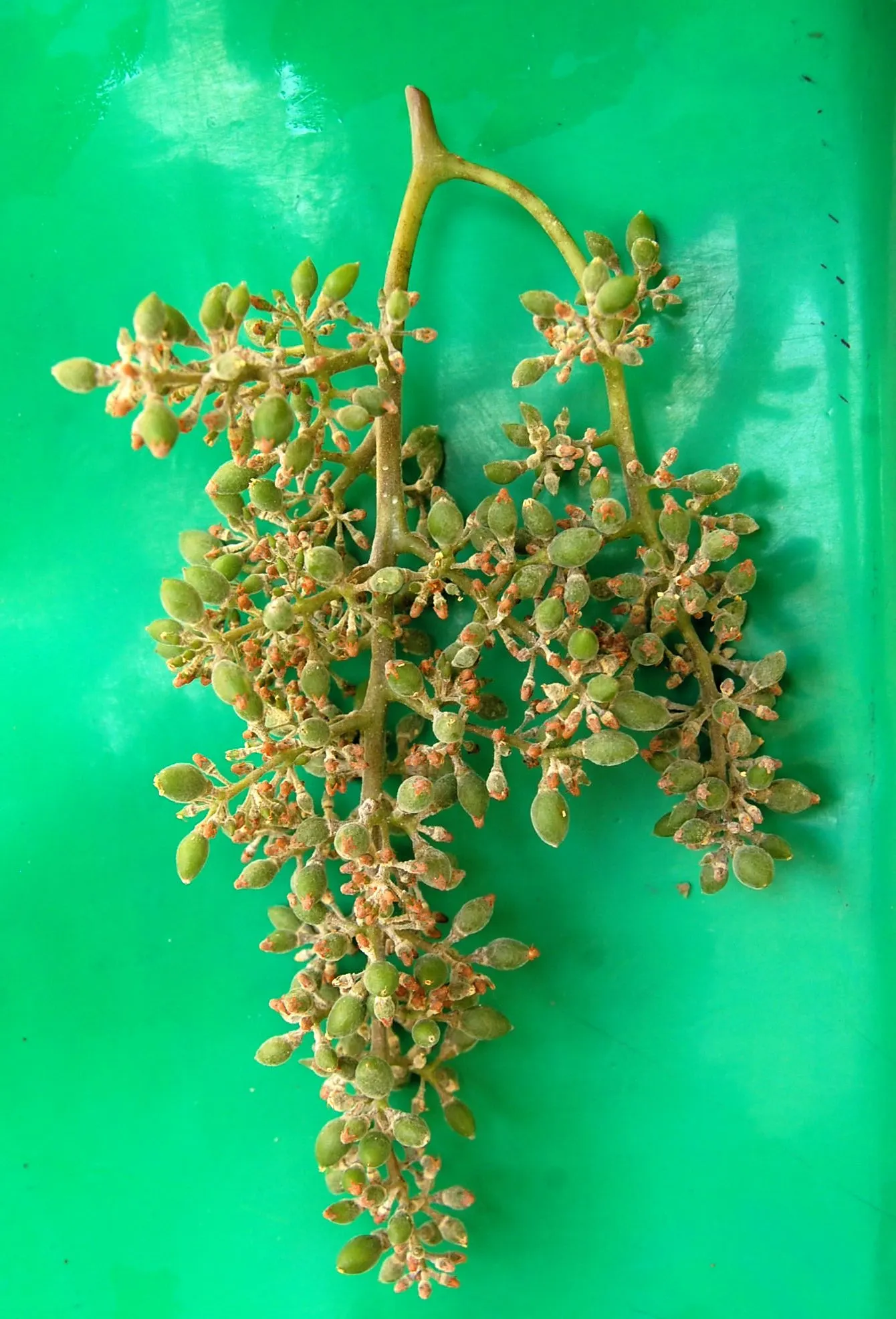 European Grapevine (Vitis Vinifera) — Vitis vinifera offers both aesthetic and practical benefits; it typically reaches lengths of up to 40 feet, image 66