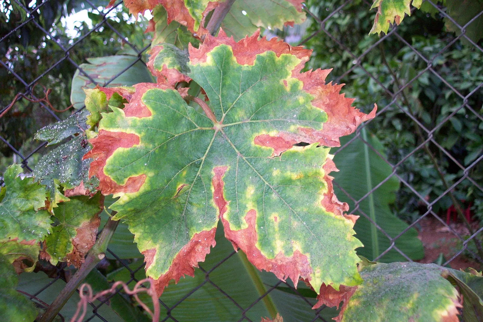 European Grapevine (Vitis Vinifera) — Vitis vinifera offers both aesthetic and practical benefits; it typically reaches lengths of up to 40 feet