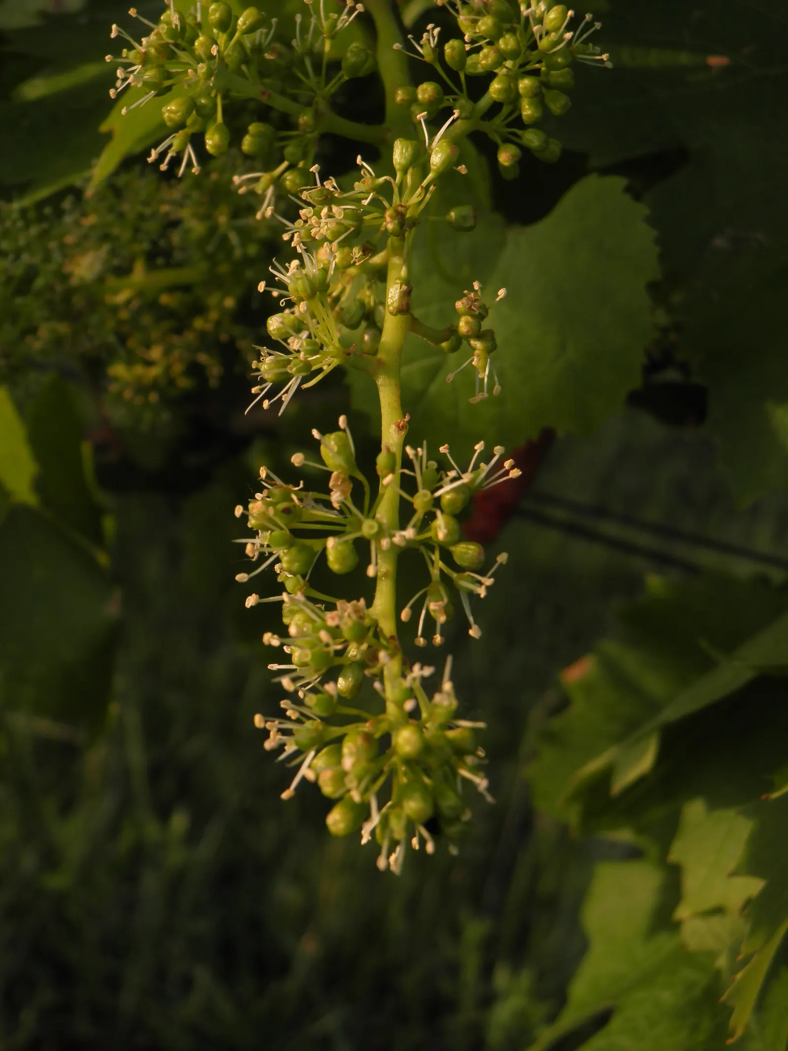 European Grapevine (Vitis Vinifera) — consider its growth habit which requires support structures such as trellises; its broad leaves enhance privacy, and in
