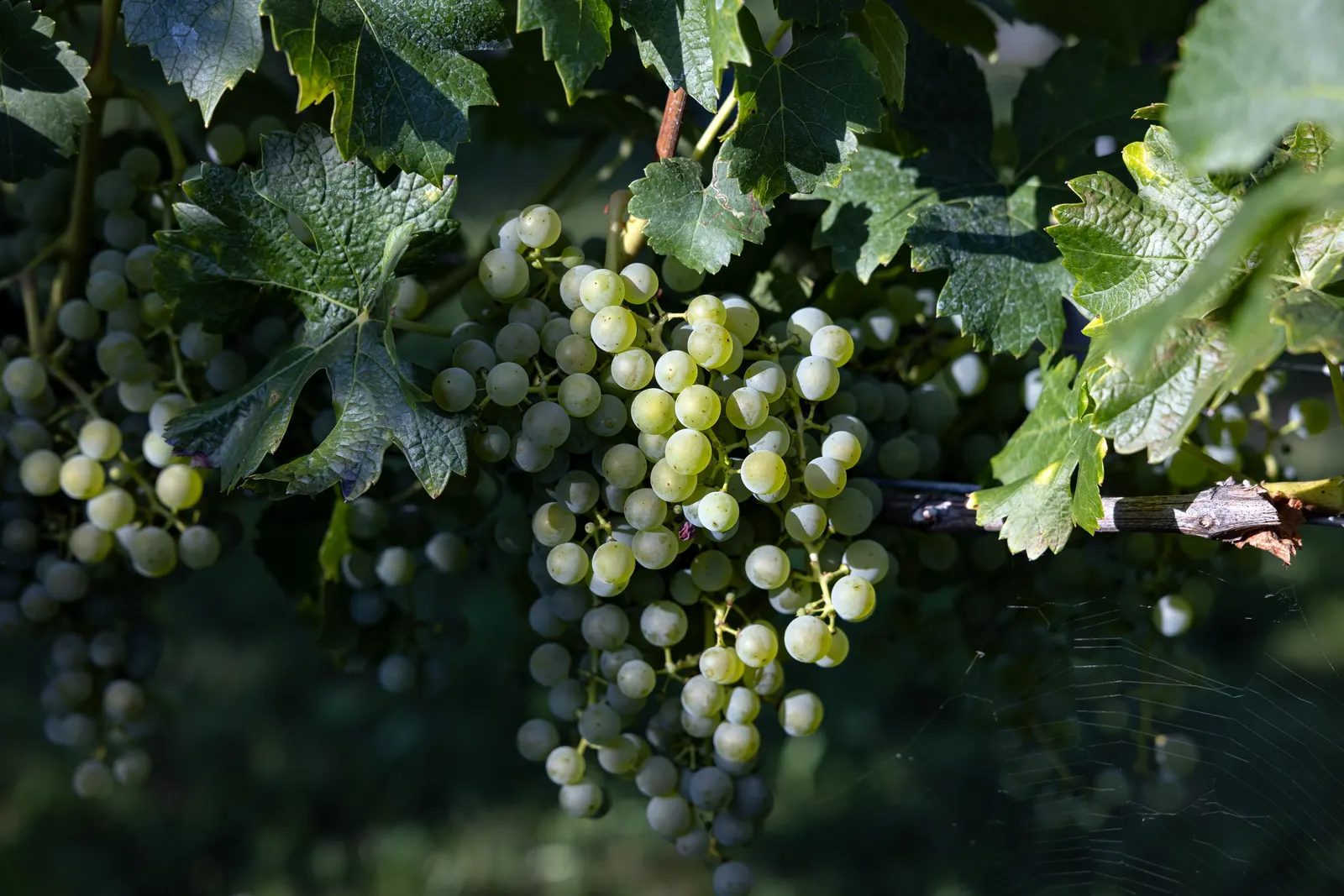 European Grapevine (Vitis Vinifera) — Its watering needs are moderate; consider its growth habit which requires support structures such as trellises