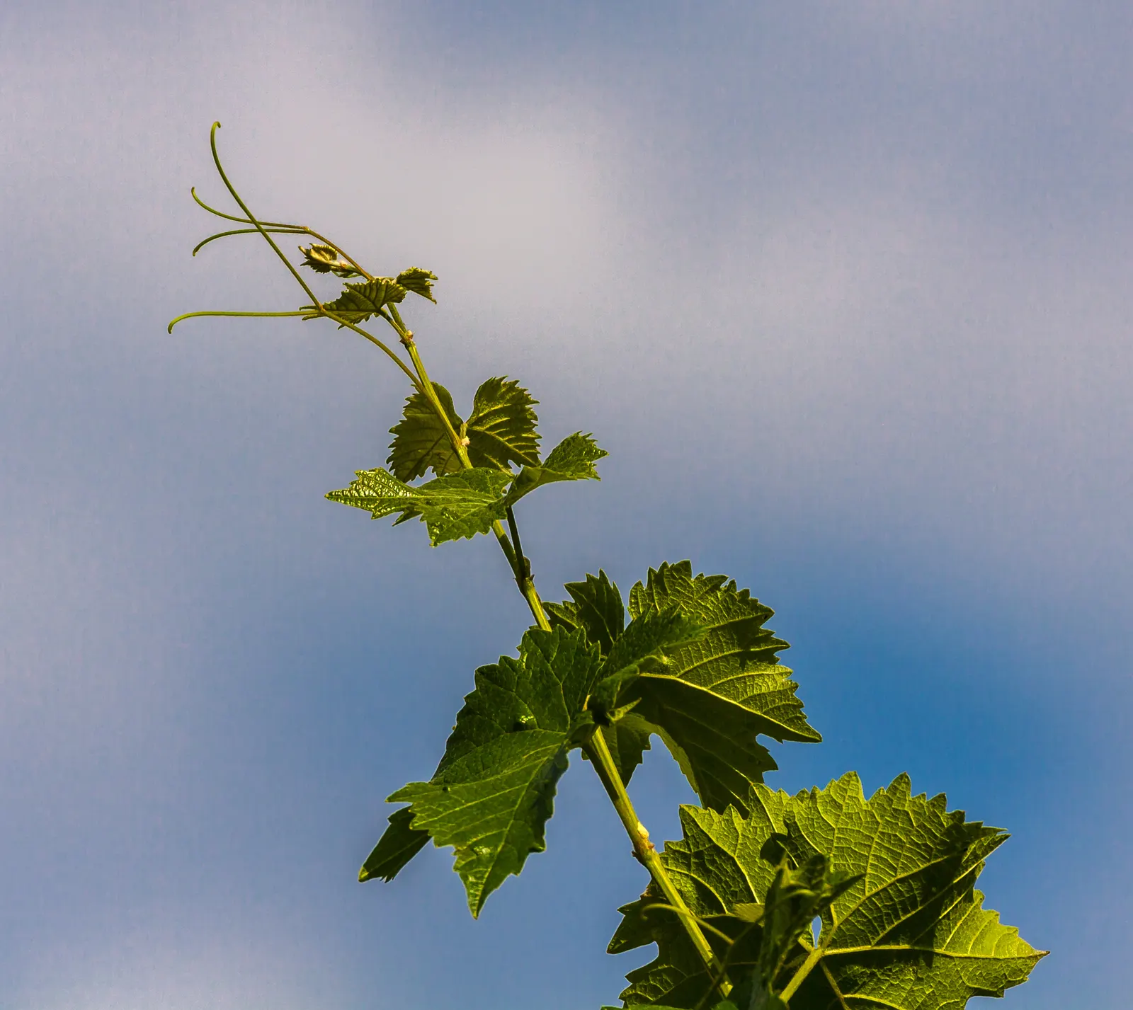 European Grapevine (Vitis Vinifera) — Vitis vinifera offers both aesthetic and practical benefits