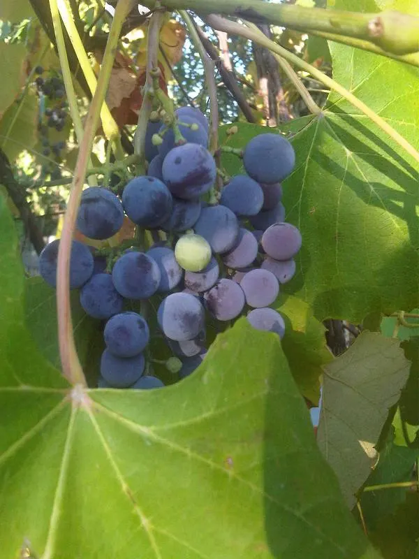 European Grapevine (Vitis Vinifera) — consider its growth habit which requires support structures such as trellises