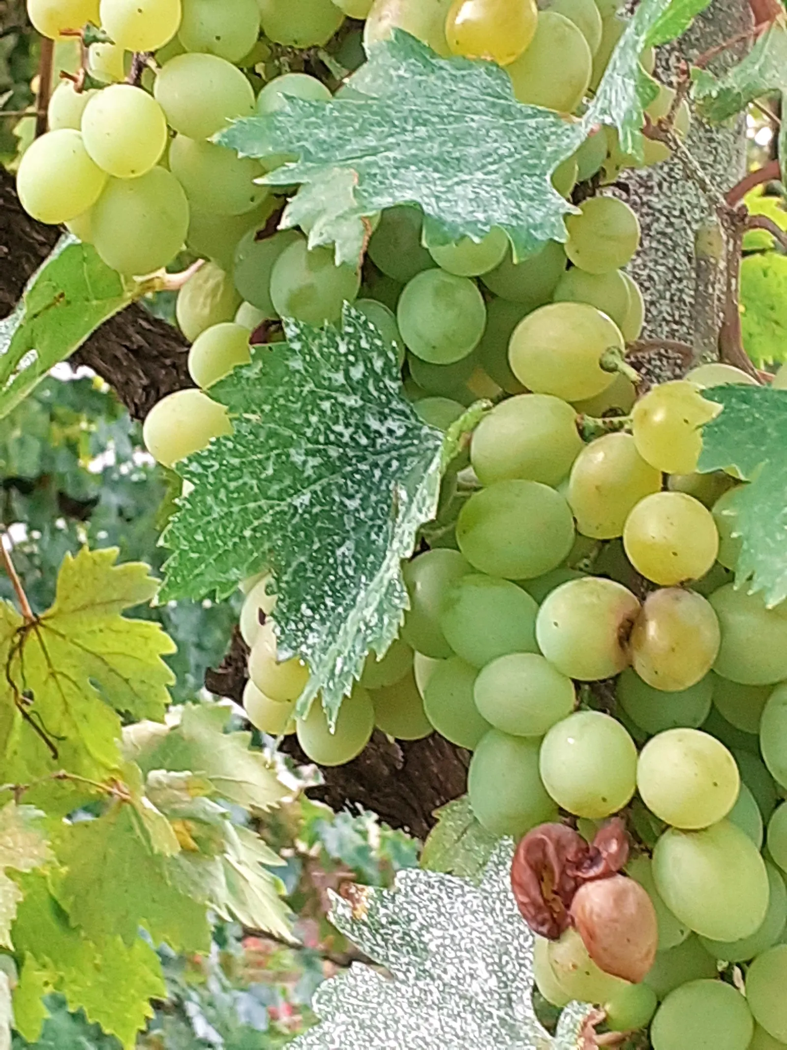 European Grapevine (Vitis Vinifera) — The vine performs best in full sun exposure