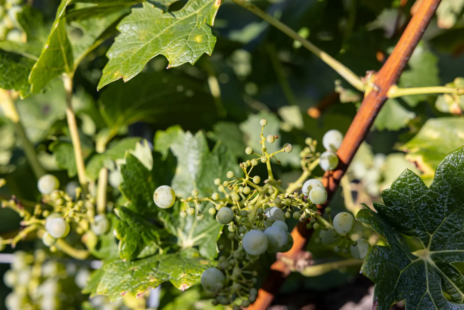 European Grapevine (Vitis Vinifera) — requiring at least 6 hours of direct sunlight daily; with leaves that can span 5 to 7 inches across