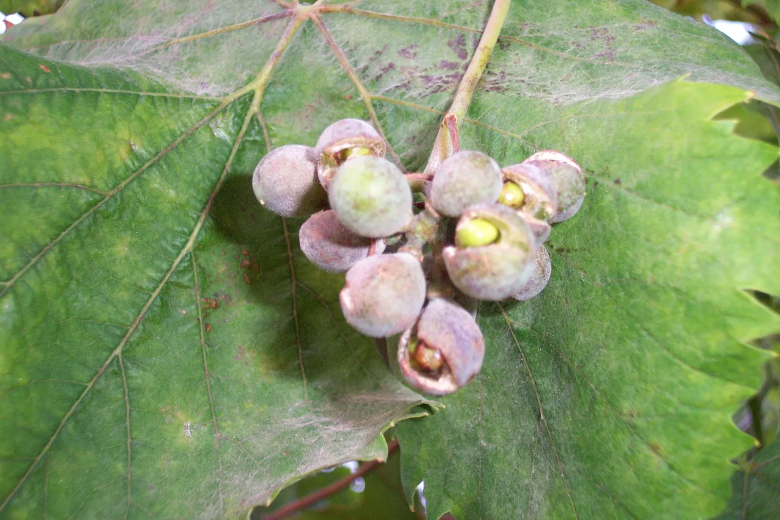 European Grapevine (Vitis Vinifera) — The vine performs best in full sun exposure; it typically reaches lengths of up to 40 feet, image 70
