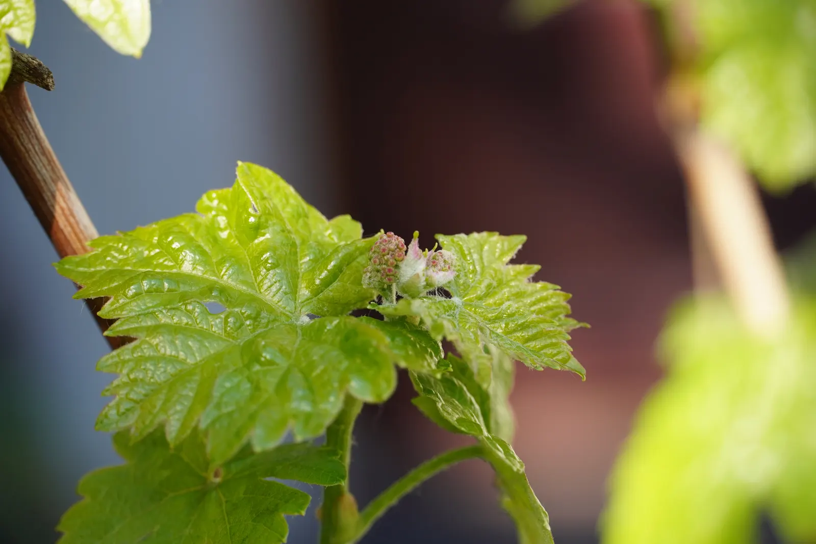 European Grapevine (Vitis Vinifera) — consider its growth habit which requires support structures such as trellises; its broad leaves enhance, image 81