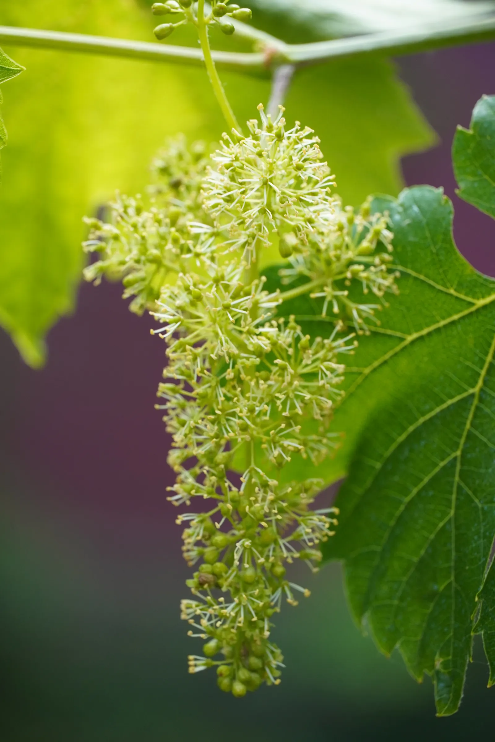 European Grapevine (Vitis Vinifera) — and providing striking autumnal hues as the leaves turn to gold