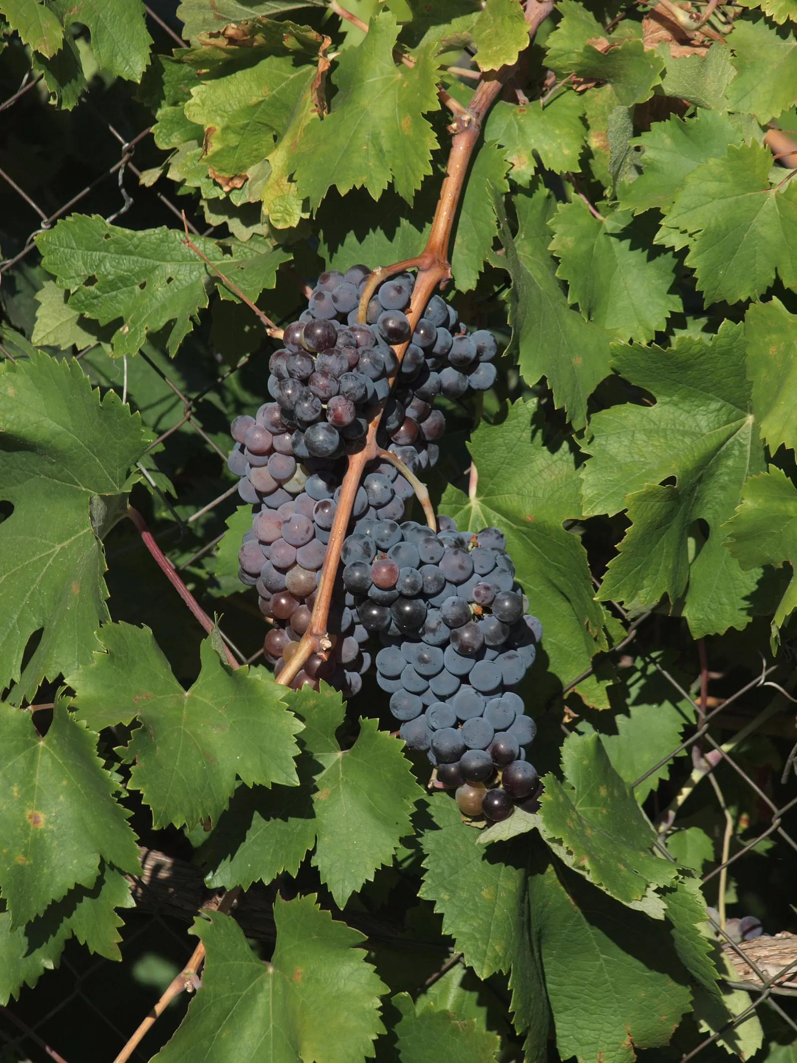 European Grapevine (Vitis Vinifera) — lending lush greenery in spring and summer; with leaves that can span 5 to 7 inches across