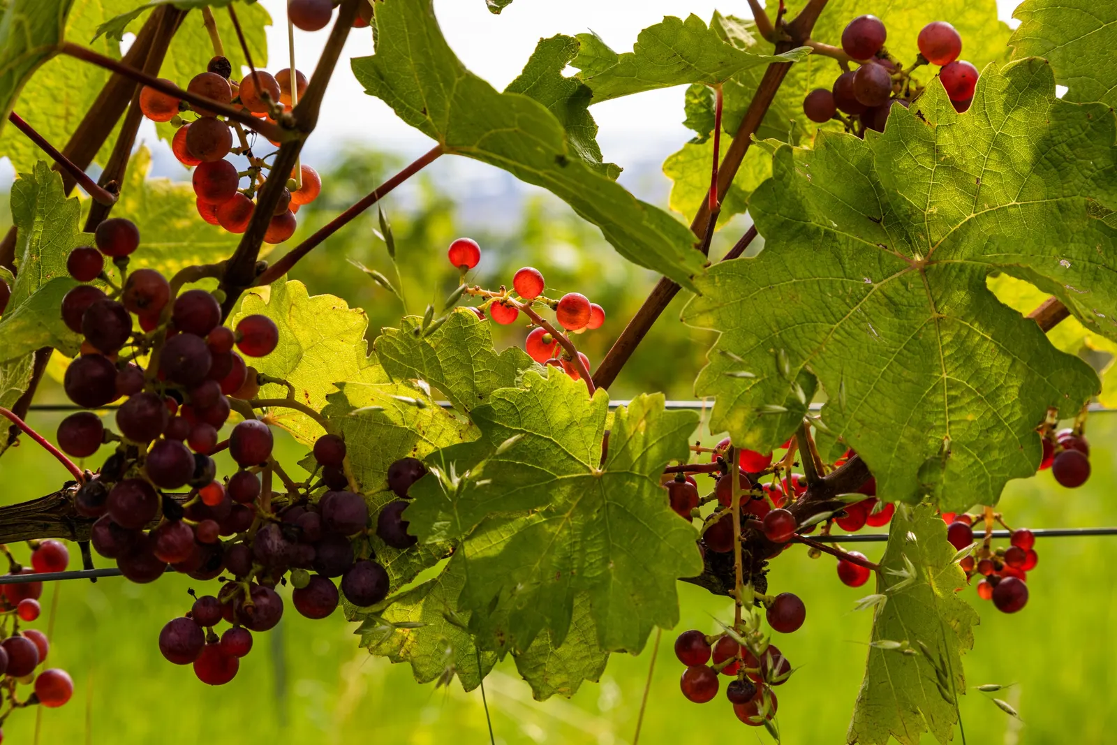 European Grapevine (Vitis Vinifera) — Vitis vinifera offers year-round visual interest and a taste of tradition; with leaves that can span 5 to 7 inches across