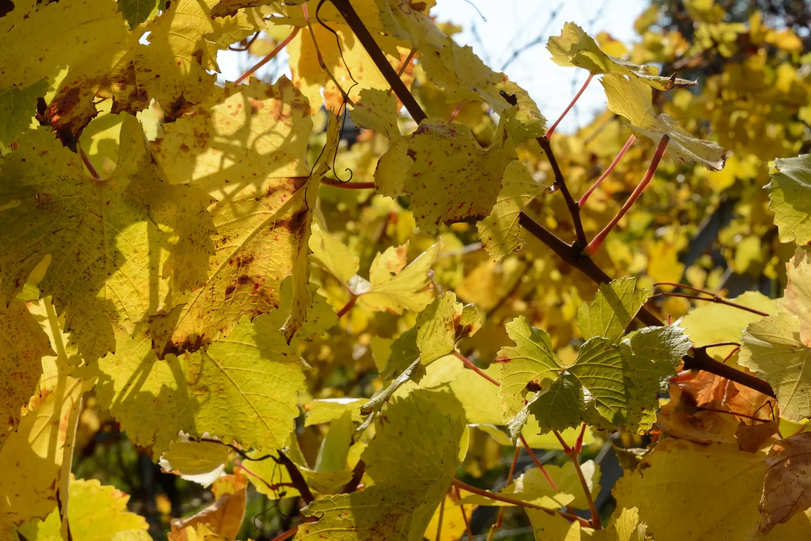 European Grapevine (Vitis Vinifera) — Yield varies by cultivar, with proper pruning essential for health and harvest; its broad leaves enhance, image 61
