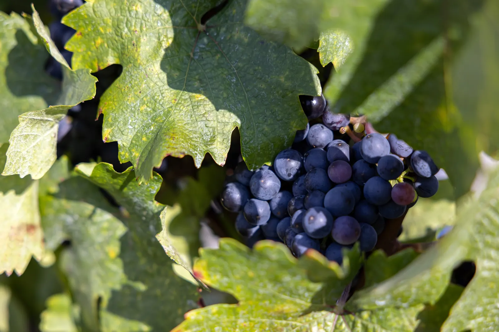 European Grapevine (Vitis Vinifera) — In addition to its foliage; its broad leaves enhance privacy, and in fall, they turn vibrant hues