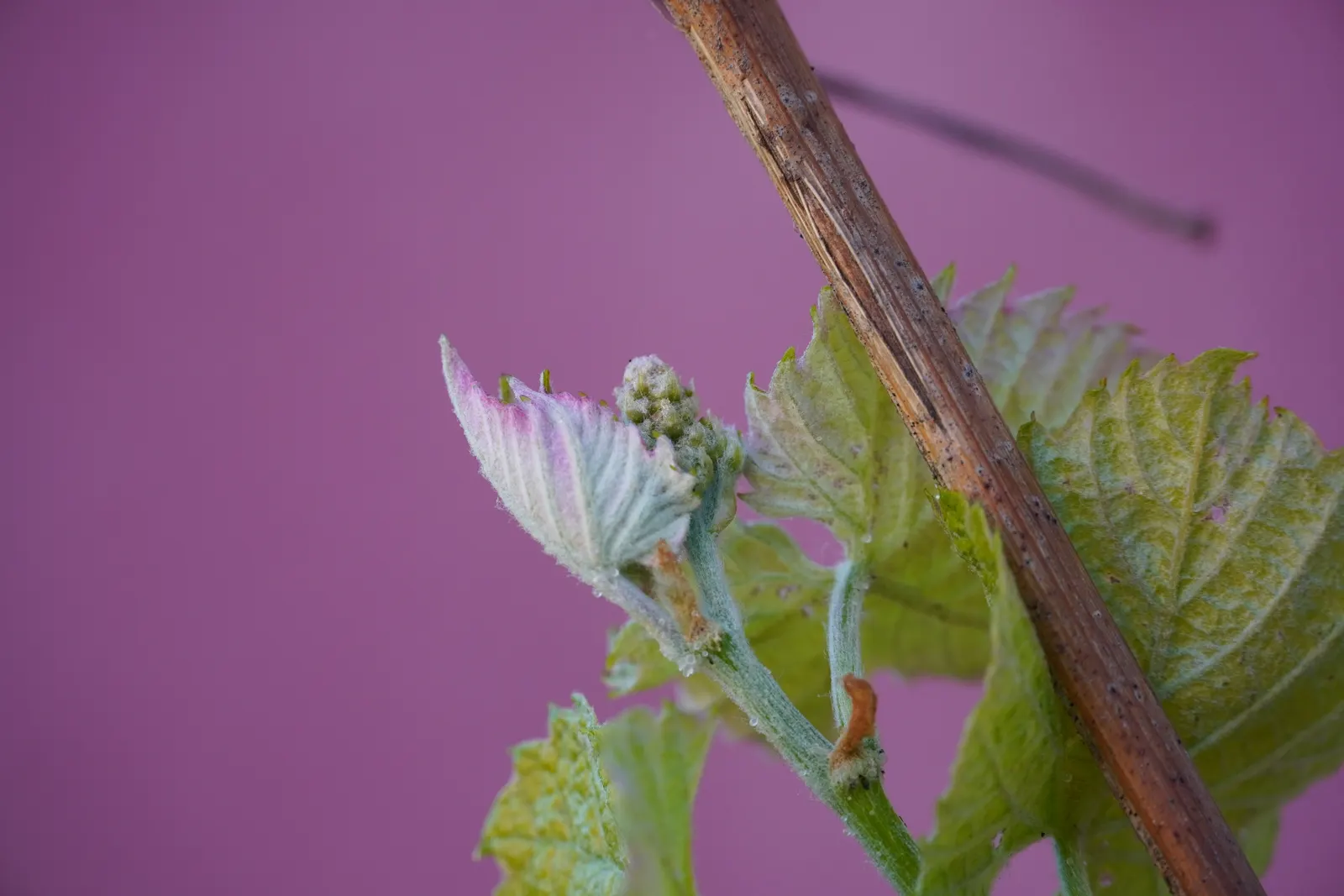 European Grapevine (Vitis Vinifera) — Vitis vinifera, the European Grapevine, is a deciduous vine cultivated for its fruit in zones 7-10; its broad leaves