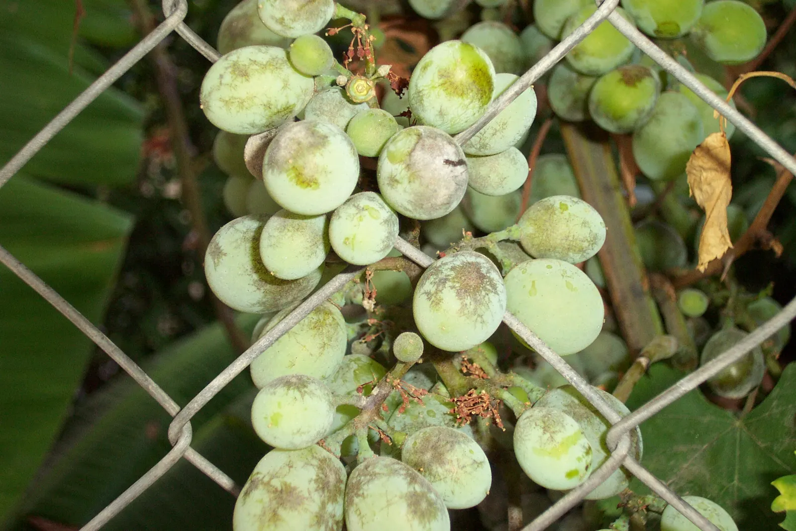 European Grapevine (Vitis Vinifera) — the vine produces clusters of small greenish flowers in spring