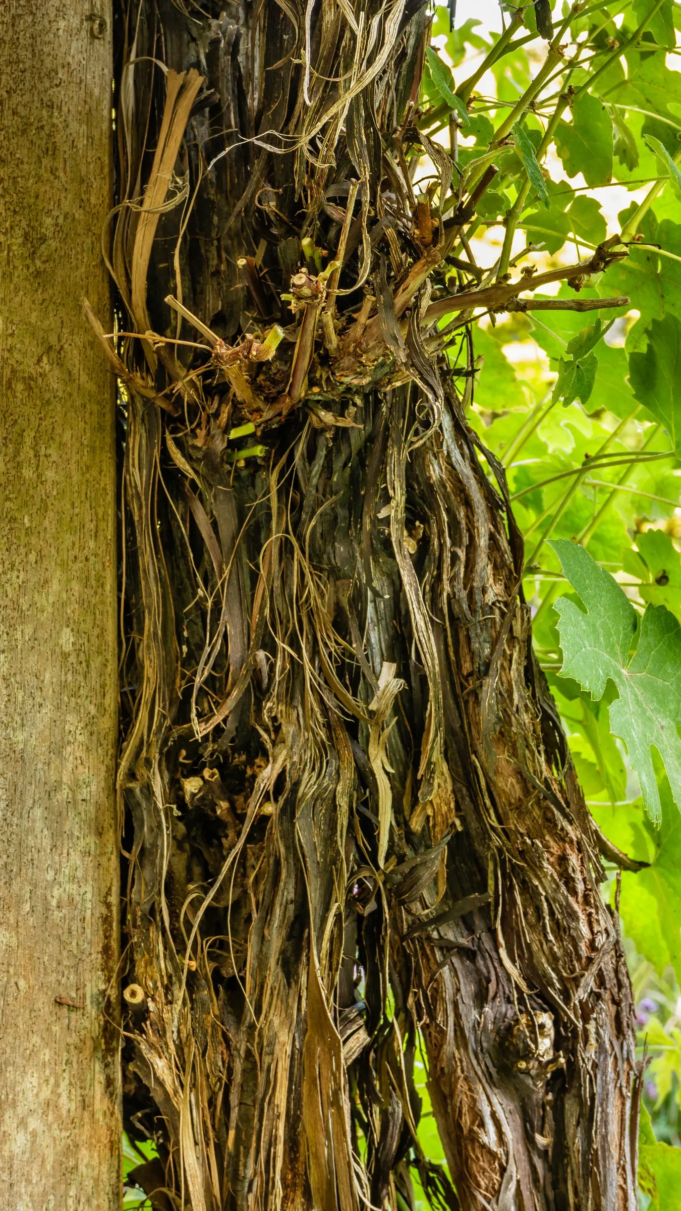 European Grapevine (Vitis Vinifera) — Proper pruning is crucial