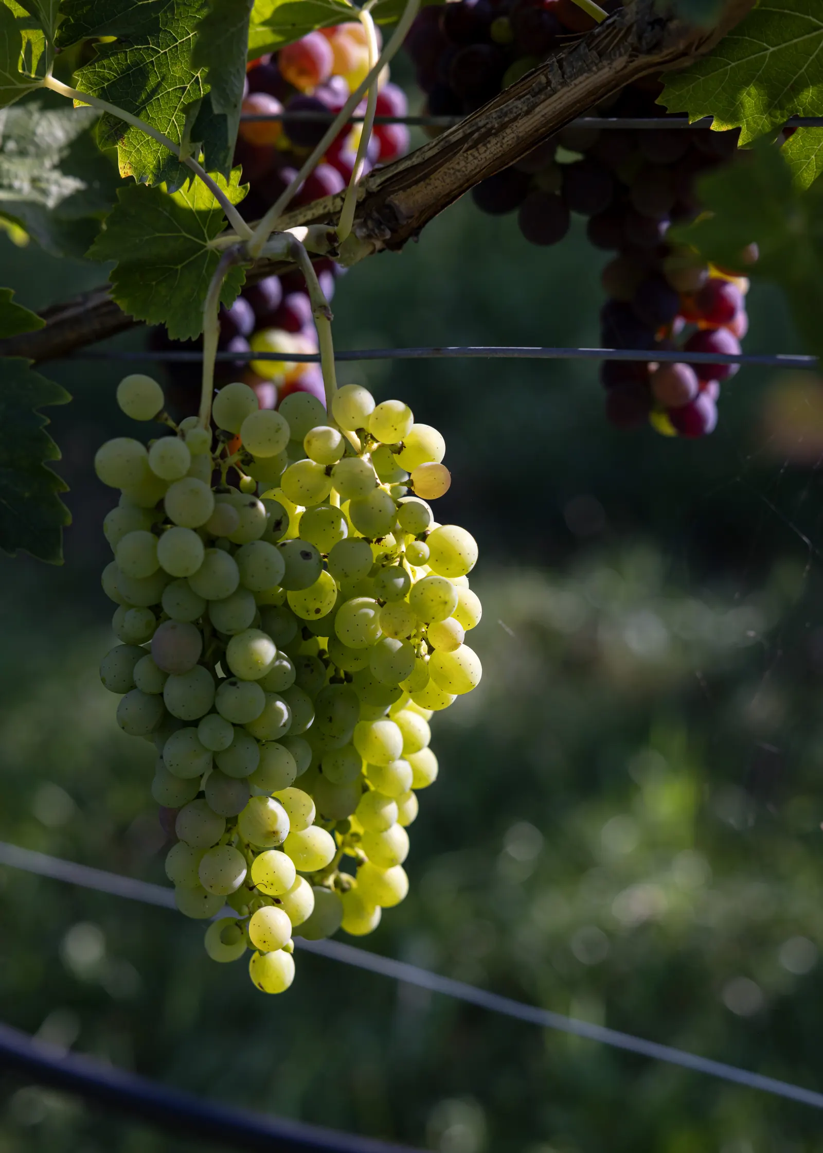 European Grapevine (Vitis Vinifera) — vine for full or half; consider its growth habit which requires support structures such as trellises