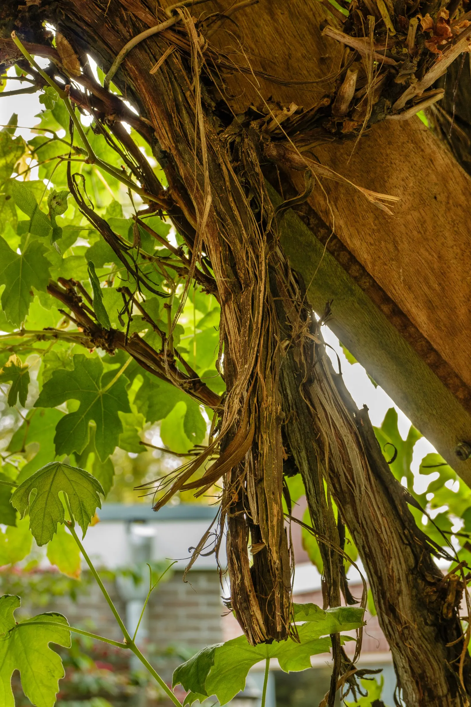 European Grapevine (Vitis Vinifera) — vine for full or half; consider its growth habit which requires support structures such as trellises, image 84